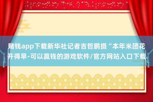 赌钱app下载新华社记者吉哲鹏摄　　“本年米团花开得早-可以赢钱的游戏软件/官方网站入口下载